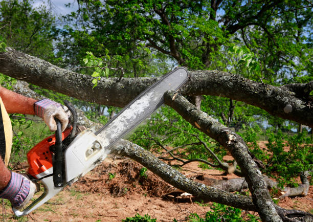 Best Stump Grinding Near Me  in , ID